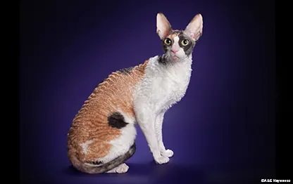 Породы кошек, которые не линяют