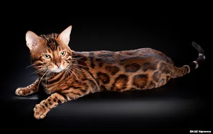 Умные породы кошек