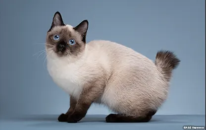 Породы кошек с большими глазами