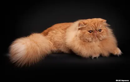 Какую породу кошек лучше завести в квартире