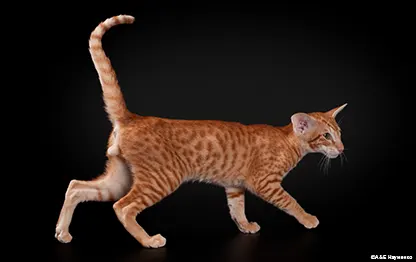 Чем кормить ориентала