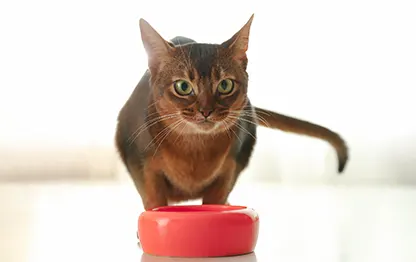 Чем кормить абиссинскую кошку