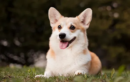 Милые породы собак