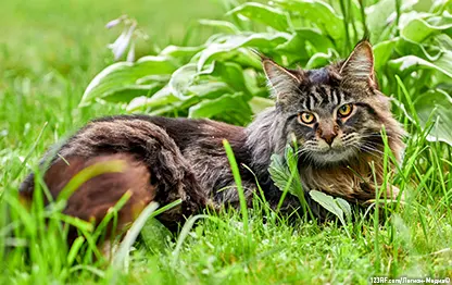 Сколько живут мейн-куны