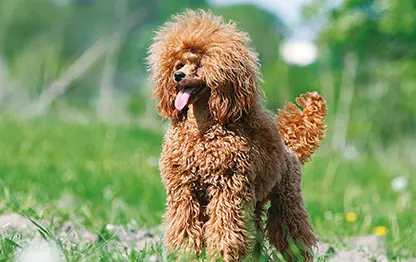 Чем кормить пуделя