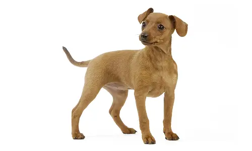 Цвергпинчер