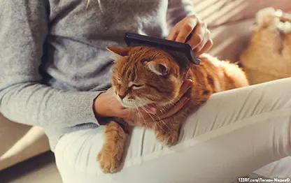 Кого лучше завести, кота или кошку?