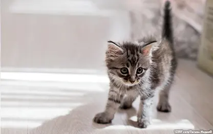 В каком возрасте котята начинают есть самостоятельно