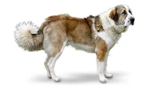 Среднеазиатская овчарка