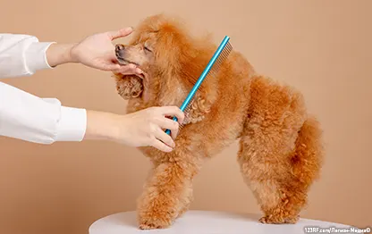 Груминг для собак