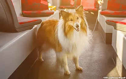 Можно ли с собакой в автобус?