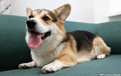 Интересные факты о собаках