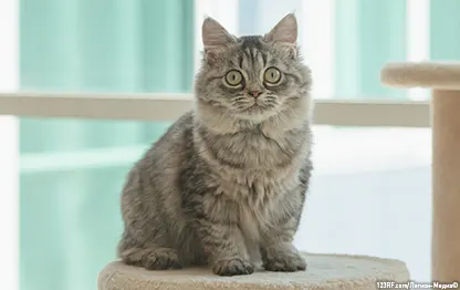 Интересные факты о кошках