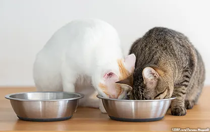 Можно ли кошкам яйца?