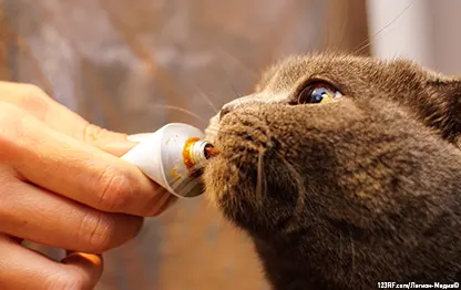 Витамины для кошек