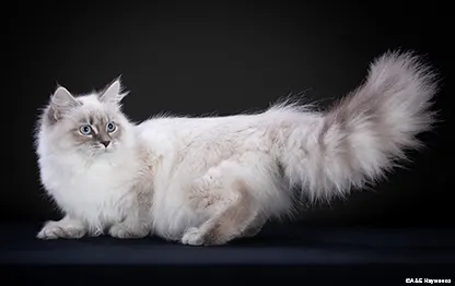 Популярные породы кошек