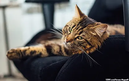 Демодекоз у кошек