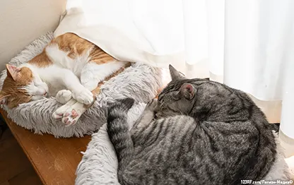 Два кота в одной квартире