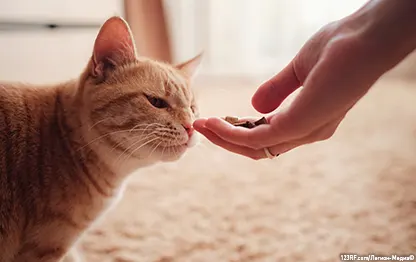 Как быть, если кошка боится владельца?