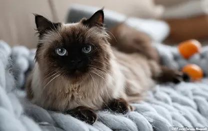 Почему нельзя смотреть в глаза кошке?