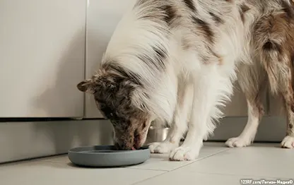 Можно ли собакам капусту — белокочанную, брюссельскую и другие сорта