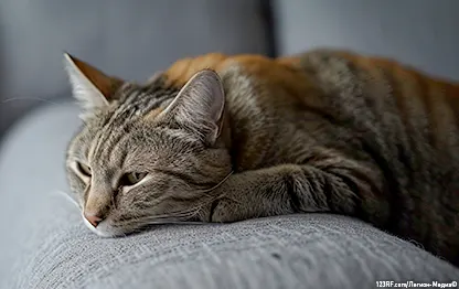 Хроническая почечная недостаточность у кошек