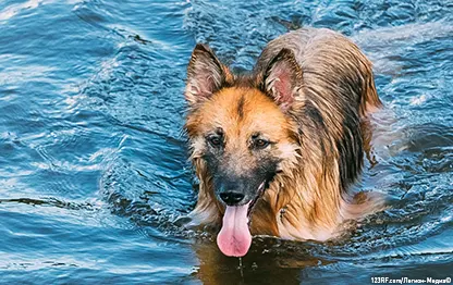 Собаке попала вода в ухо