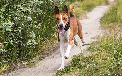 Сколько хромосом у собаки?