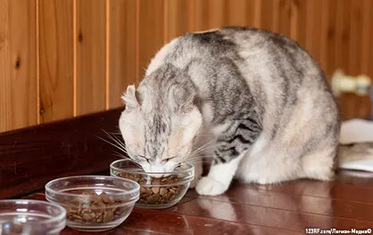 Переедание у кошек