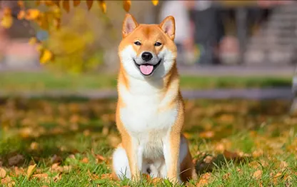 Чем кормить сиба-ину