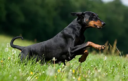 Чем кормить добермана