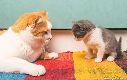 Можно ли котятам детское питание?