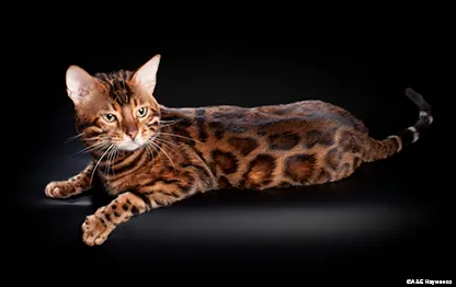 Уход за бенгальской кошкой