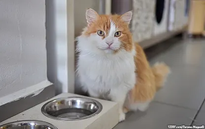 Можно ли кормить кошку только влажным кормом?