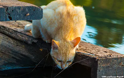 Кошке в уши попала вода