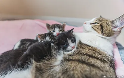 Кошка после родов не ест