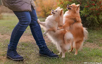 Как отучить собаку прыгать на людей?