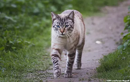 Как отучить кота гулять на улице?