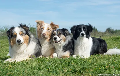 Инбридинг у собак