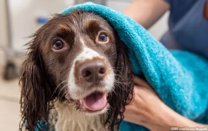 Как часто купать собаку?