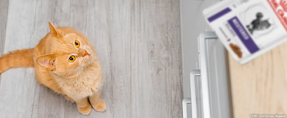 Как хранить корм ROYAL CANIN<sup class="reg">®</sup> для кошек?