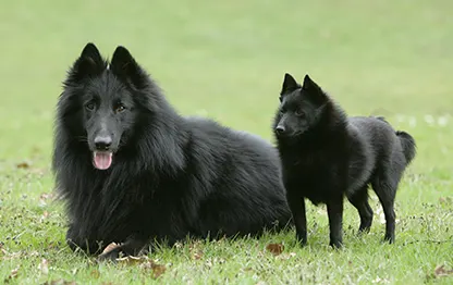 Черные породы собак