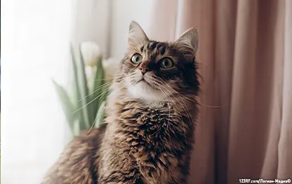 Польза углеводов для кошек