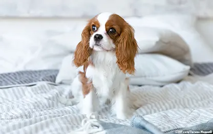 Как научить щенка команде «нельзя» в 2, 3, 4 месяца и позже?