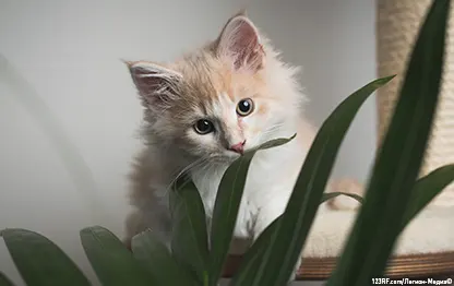 Как понять, что котенок заболел?