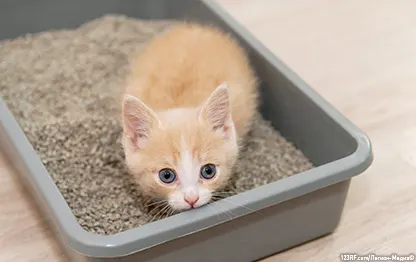 Как приучить уличного котенка к лотку быстро и эффективно