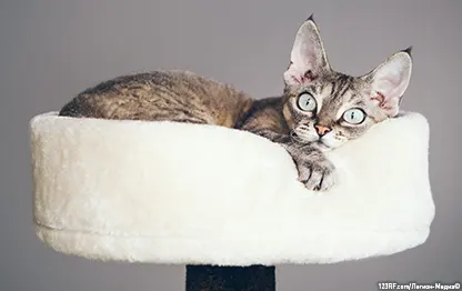 Как приучить котенка спать в лежанке?