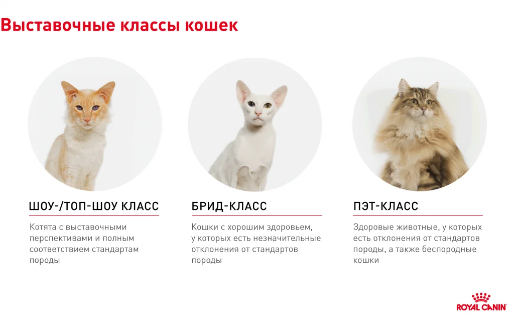 выставочные классы кошек