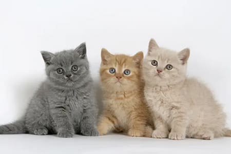 Как определить пол котенка?