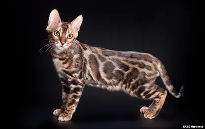 Сколько в норме весит бенгальская кошка?